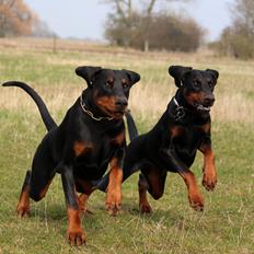 Dobermann Destiny´s Phoenix Invisible Touch aka Viper