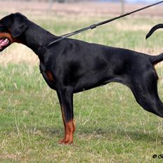 Dobermann Destiny´s Phoenix Invisible Touch aka Viper