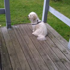 Coton de tulear Knud