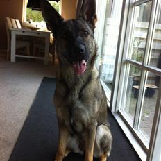 Schæferhund Abardi Luna