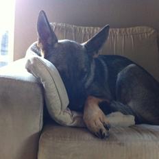 Schæferhund Abardi Luna