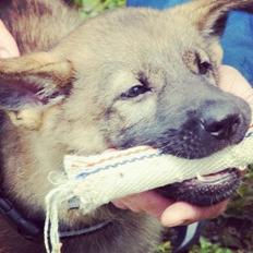 Schæferhund Abardi Luna
