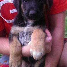 Blanding af racer Bozco