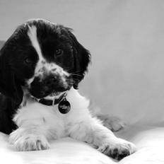 Cocker spaniel Aston