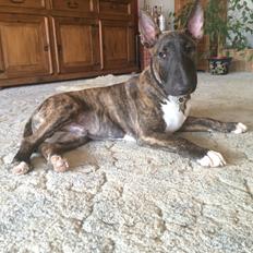 Bullterrier Ollie