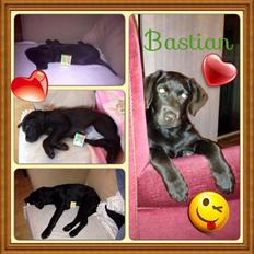 Blanding af racer Bastian