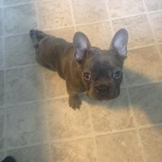 Fransk bulldog Karla " blå"