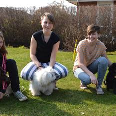Coton de tulear Charlie