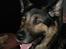 Schæferhund Balto