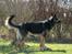 Schæferhund Balto