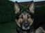 Schæferhund Balto