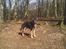 Schæferhund Balto