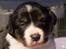 Border collie Sassy