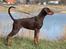 Dobermann LJCH From Island Korsika A Mill. $ Baby (Cocio)