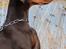 Dobermann LJCH From Island Korsika A Mill. $ Baby (Cocio)