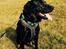 Labrador retriever Boris - Har lige været ude og bade<3:-)