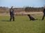 Rottweiler Fury vom hause Desteny (coco)