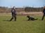 Rottweiler Fury vom hause Desteny (coco)