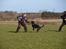 Rottweiler Fury vom hause Desteny (coco)