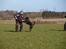 Rottweiler Fury vom hause Desteny (coco)
