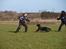 Rottweiler Fury vom hause Desteny (coco)
