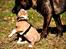 Staffordshire bull terrier Blanding | Eiwa