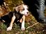 Staffordshire bull terrier Blanding | Eiwa