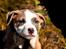 Staffordshire bull terrier Blanding | Eiwa