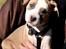 Staffordshire bull terrier Blanding | Eiwa