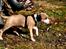 Staffordshire bull terrier Blanding | Eiwa