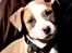 Staffordshire bull terrier Blanding | Eiwa