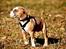 Staffordshire bull terrier Blanding | Eiwa