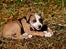 Staffordshire bull terrier Blanding | Eiwa