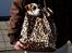 Staffordshire bull terrier Blanding | Eiwa