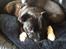 Staffordshire bull terrier Herman