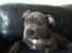 Staffordshire bull terrier Herman