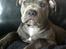 Staffordshire bull terrier Herman