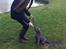 Staffordshire bull terrier Herman