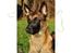 Malinois Green basilisk's Avery .... Cosha 