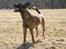 Malinois Green basilisk's Avery .... Cosha 