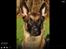 Malinois Green basilisk's Avery .... Cosha 