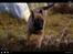 Malinois Green basilisk's Avery .... Cosha 
