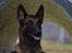 Malinois Green basilisk's Avery .... Cosha 
