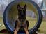 Malinois Green basilisk's Avery .... Cosha 