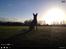Malinois Green basilisk's Avery .... Cosha 