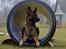 Malinois Green basilisk's Avery .... Cosha 