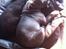 Staffordshire bull terrier Herman