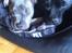 Staffordshire bull terrier Herman
