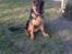 Schæferhund Tyson