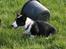 Welsh corgi cardigan Maggie